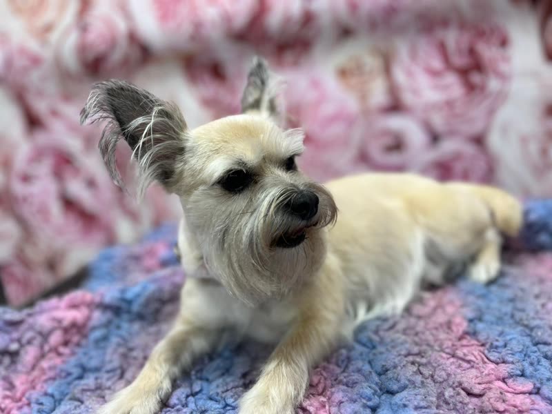 A freshly groomed terrier-cross lying on a crocheted blanket