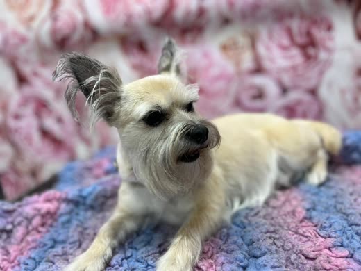A small dog resting calmly on a soft blanket after its groom